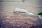 Glass bottle half submerged in a shallow stream