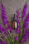 Glass bottle of Lavender essential oil on textural gray background. Natural material