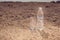 Glass and bottle of water in the desert. Thirsty, heat and drought concept