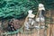 Glass bottles of essential oil with pine cones on wooden background