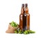 Glass bottles for kraft beer with fresh green branch of hops, isolated on white background.