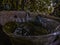 Glass bowl filled with green algal water at a park.