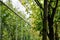 Glass building facade in nature reflecting green tree leaves