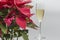 Glass of cava next to poinsettia, allegory of the christmas festivities