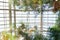 Glass ceiling roof in botanical tropical greenhouse with bright sunshine for tropic plants leaves