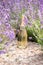 Glass of champagne in a lavender field. Violet flowers on the background.