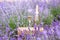 Glass of champagne in a lavender field. Violet flowers on the background.