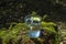 Glass of clean fresh water on tree stump with moss against green natural background. Spring ecologically pure water. World Water