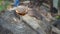 Glass of cognac and an ax on a wooden deck