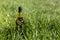 Glass cosmetic bottle with a dropper stand in the fresh green grass background with bright sunlight.