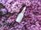 Glass cosmetics dropper bottle on lilac flowers in blossom. Skin care, natural beauty products presentation concept.