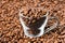 Glass Cup Filled with Coffee beans