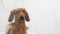 The glass door to the shower cabin is covered with drops of water behind which a dachshund dog sits with a washcloth.