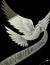 Glass etching of white dove