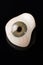 Glass eye prosthetic or Ocular prosthesis on black