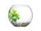 Glass fish bowl with clear water, plant and decorative pebble isolated