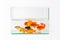 Glass fish tank with goldfish isolated