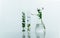 Glass flask and test tubes with green purple wild flower for medical health or cosmetic science research laboratory white