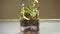Glass florarium bottle vase with different type of plants inside.