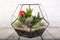 Glass florarium vase with succulent plants