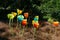 Glass flower sculptures, The Lava Glass Sculpture Garden, Taupo