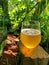 A glass of fresh  craft beer in nature in summer in sunlight