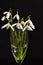 Glass of Fresh snowdrops bouquet with a ribbon on black background