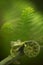 Glass frog in Amazon rain forest