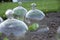 Glass garden cloches (MGW0587A0037)