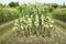 Glass Gem Corn or Sweet Waxy Corn Hybrid from agricultural corn