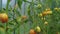 Glass greenhouse with tomatoes. Camera moves along.