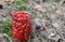 A glass jar full of red and ripe fragaria vesca, or wild strawberry, woodland, Alpine, Carpathian, European strawberry with strong