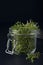 Glass jar with watercress microgreens on dark backdrop