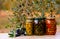 Glass jars with pickled olives under olive tree