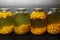 Glass jars with preserved cherry plum on wooden background