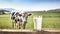 Glass of milk on a table, background green grass field with cow. Healthy Pasture Farming, dairy production. Animal care