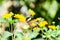 Glass or mirrored butterfly, transparent Greta Oto, lepidopteron