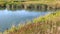 A glass moving by the wind. on a lake in a fall day. Bristle grass, foxtail millet, Setaria italica.