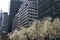 Glass Office Buildings and Skyscrapers along Park Avenue with White Flowering Trees during Spring in Midtown Manhattan of New York