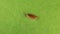 Glass pill bug isolated on a green background. woodlice, woodlouse, pillbug