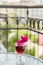 Glass of red wine on the terrace. Decorative pink flowers of bougainvillea in a glass. Bright summer concept. Copy space