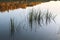 Glass river surface water plant grass reflection. Blue sky and water and central beautiful scenic