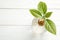 Glass with sprouted avocado on white wooden table, above view. Space for