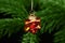 Glass star bauble Christmas tree decoration