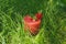 Glass of strawberry smoothie in the grass with mint