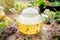 Glass tea kettle of healthy herbal tea, thyme, linden blossom, St Johns wort, yarrow, chamomile, calendula medicinal herbs