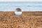 Glass transparent ball on sea background and