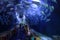 Glass tunnel in L\'Oceanografic, Valencia