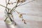 Glass vase with branches of winter cherry (Prunus subhirtella Autumnalis) with delicate blossoms