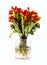 Glass vase of dead and dying tulip flowers with a white background